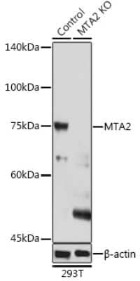 Western Blot: MTA2 AntibodyAzide and BSA Free [NBP2-93800]